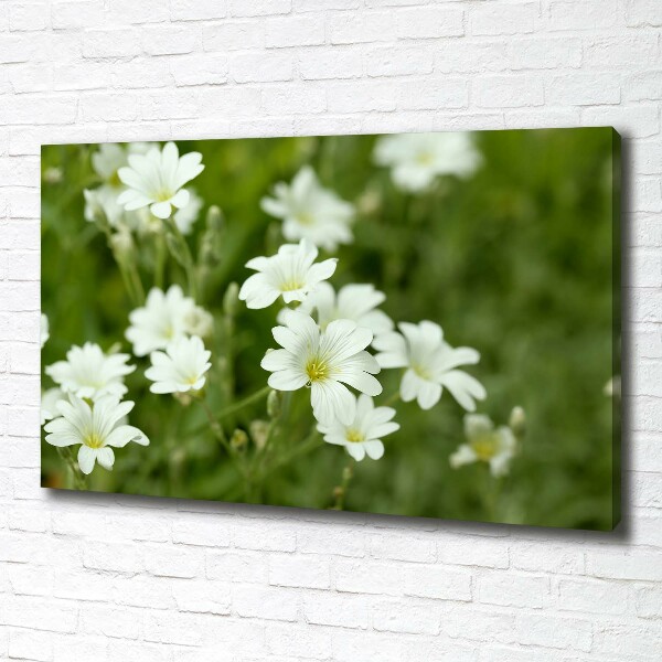 Bild auf leinwand Frühlingsblumen