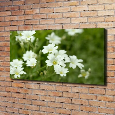Bild auf leinwand Frühlingsblumen