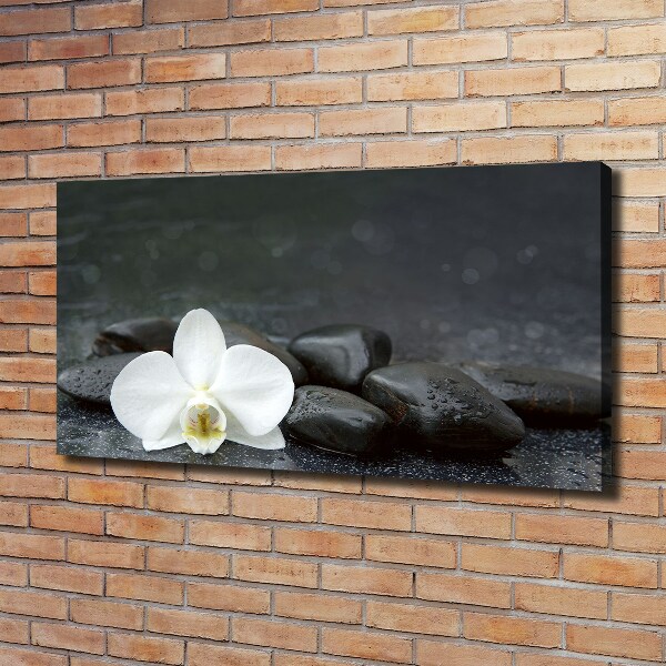 Bild auf leinwand Orchidee