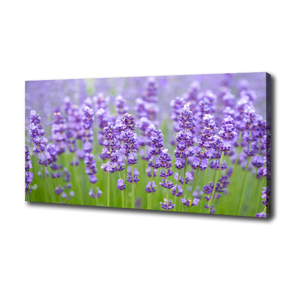 Wandbild Lavendel