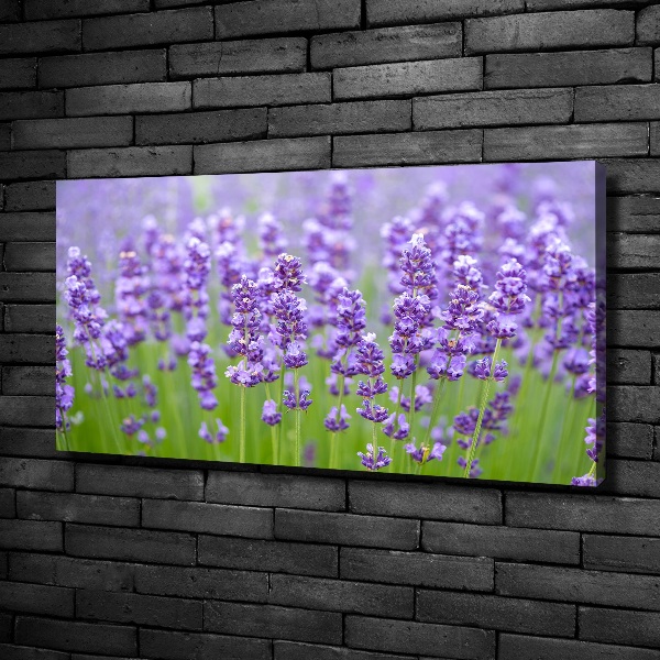 Wandbild Lavendel