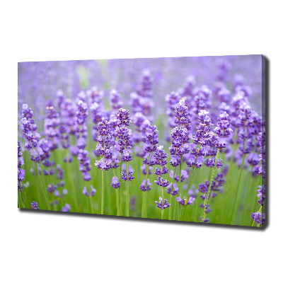 Wandbild Lavendel