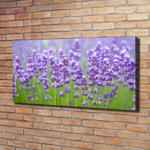 Wandbild Lavendel