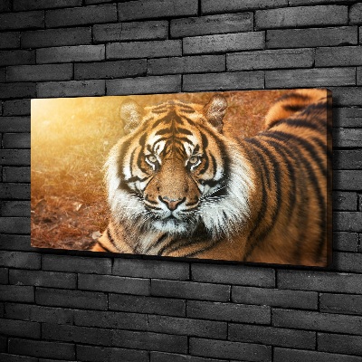 Fotobild Bengal-Tiger