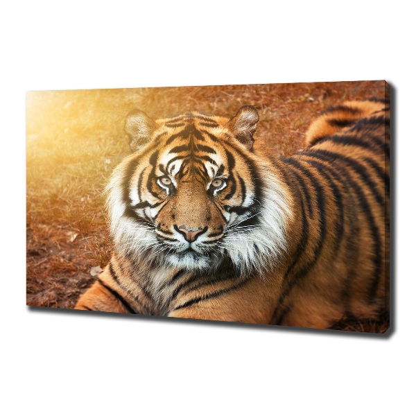 Fotobild Bengal-Tiger