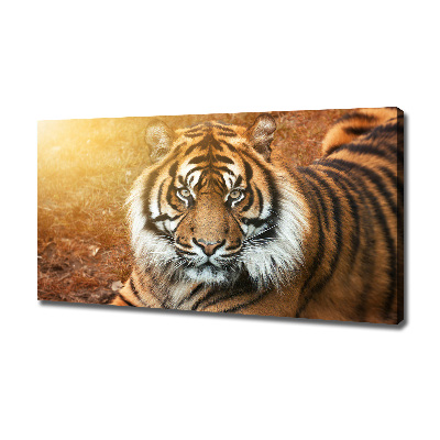 Fotobild Bengal-Tiger