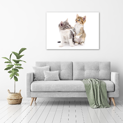 Wandbild Zwei kleine Katzen