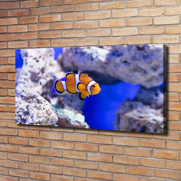 Bild auf leinwand Korallenriff-Clownfisch