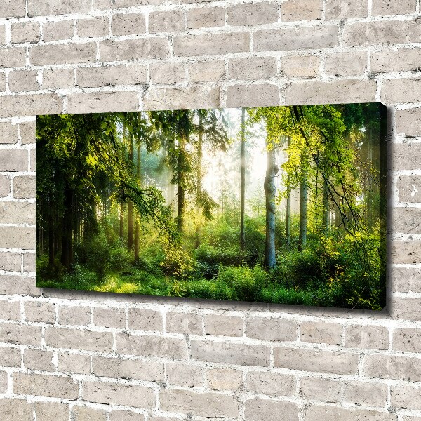 Bild auf leinwand Morgensonne Wald