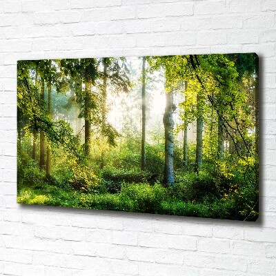 Bild auf leinwand Morgensonne Wald