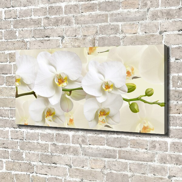 Fotobild Orchidee