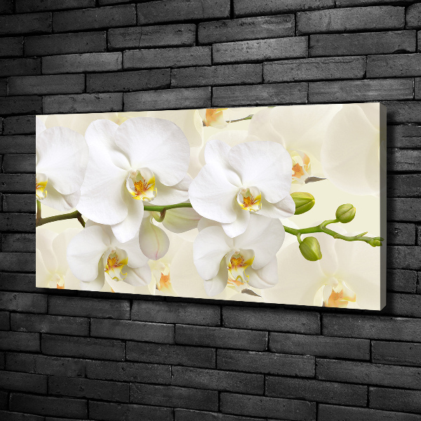 Fotobild Orchidee