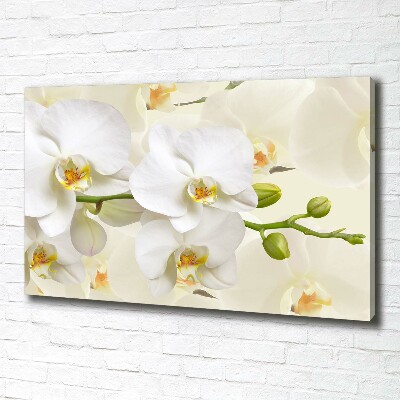Fotobild Orchidee