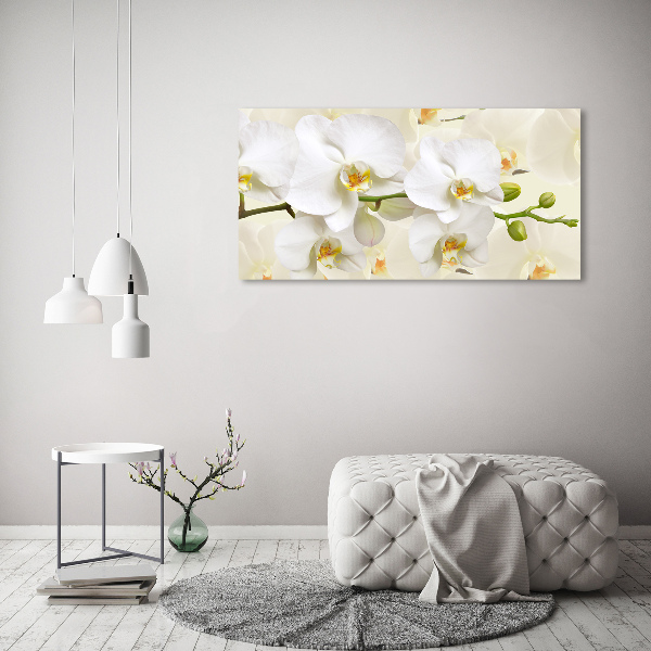 Fotobild Orchidee