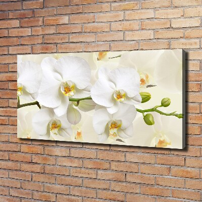 Fotobild Orchidee