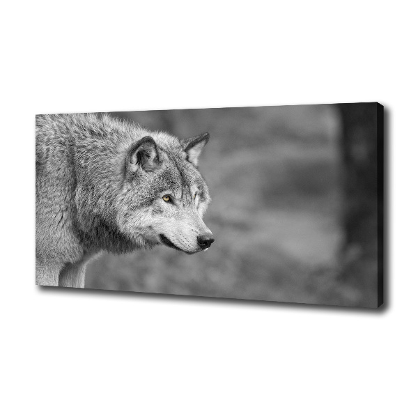 Fotobild Grauer Wolf