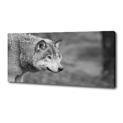 Fotobild Grauer Wolf