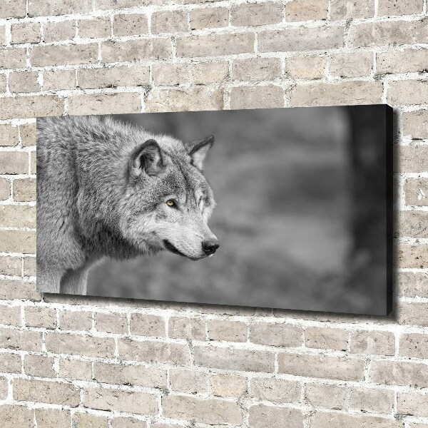 Fotobild Grauer Wolf
