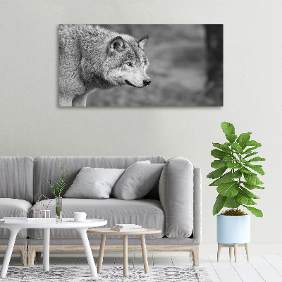 Fotobild Grauer Wolf