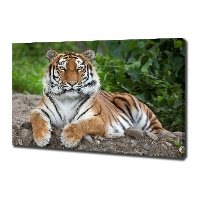 Fotobild Sibirischer Tiger