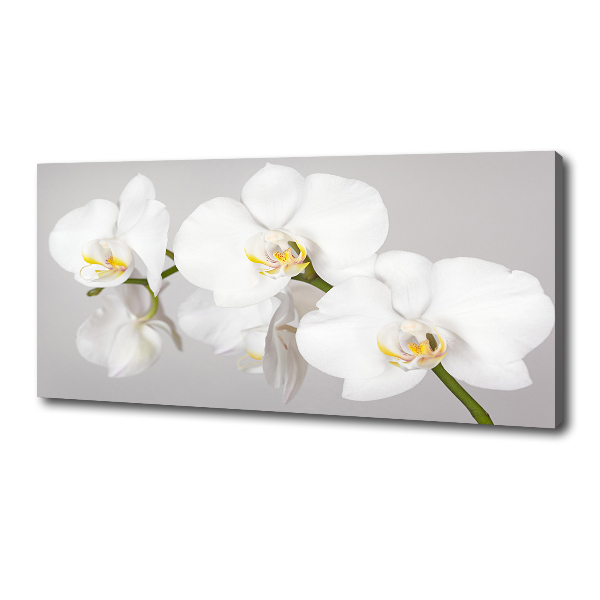 Wandbild Orchidee