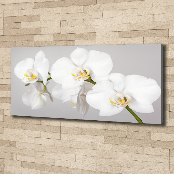 Wandbild Orchidee