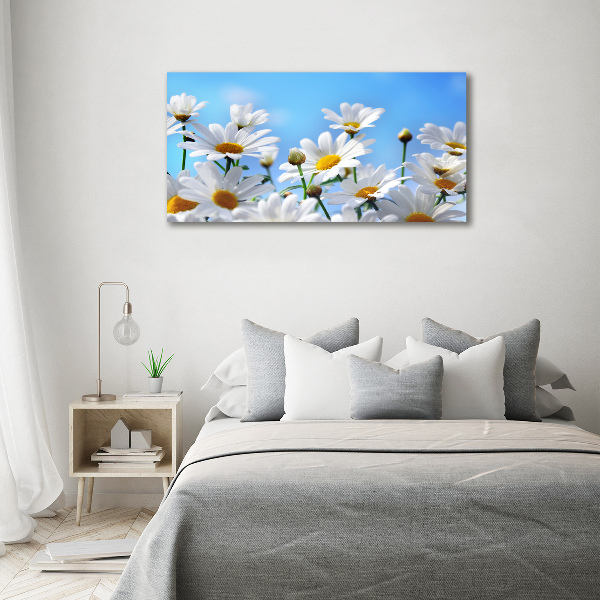Bild auf leinwand Gänseblümchen