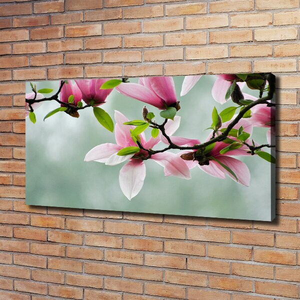 Fotobild Magnolie