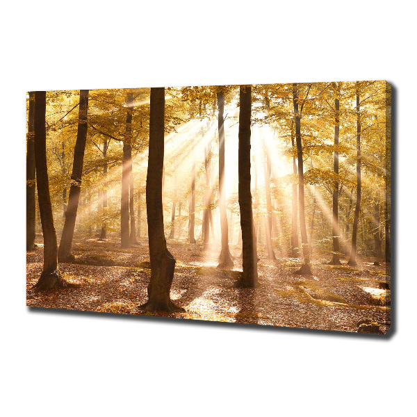 Bild auf leinwand Wald im Herbst