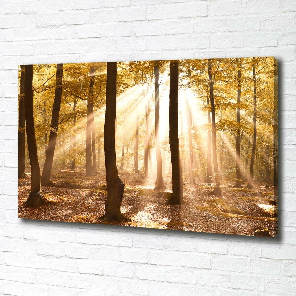 Bild auf leinwand Wald im Herbst