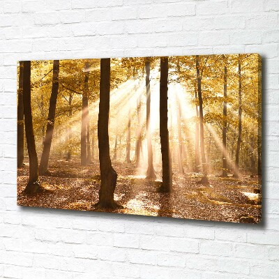 Bild auf leinwand Wald im Herbst