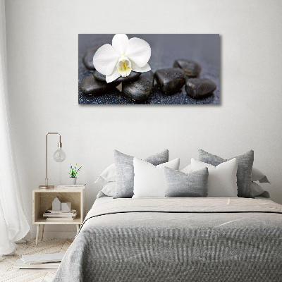 Fotobild Orchidee