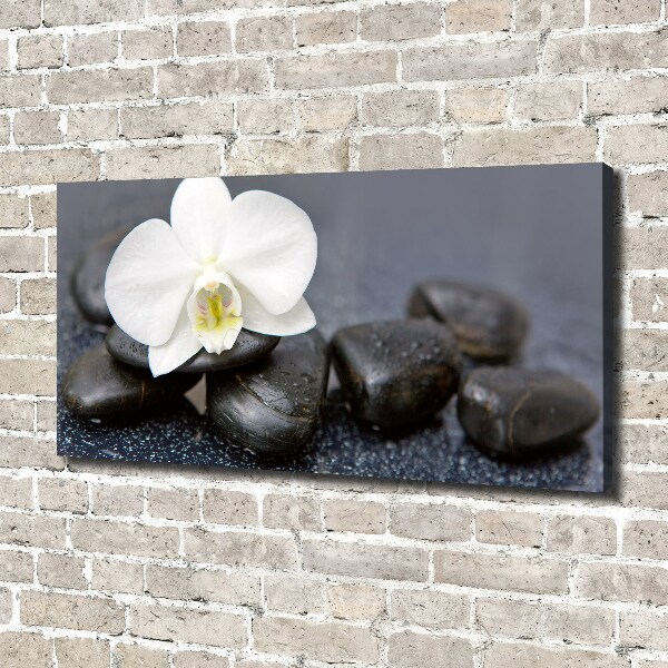 Fotobild Orchidee