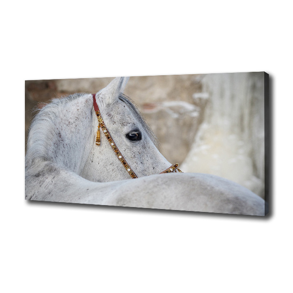 Wandbild Weißes Araberpferd