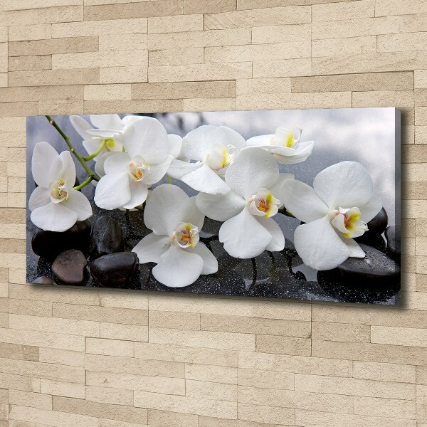 Bild auf leinwand Orchidee