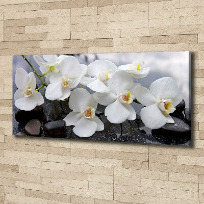 Bild auf leinwand Orchidee