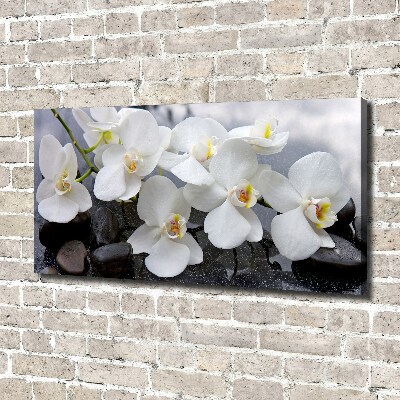 Bild auf leinwand Orchidee