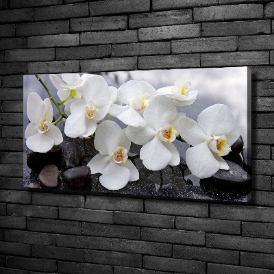 Bild auf leinwand Orchidee