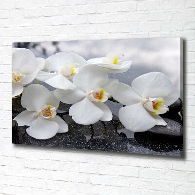 Bild auf leinwand Orchidee