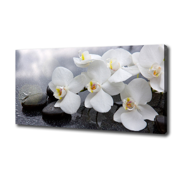 Fotobild Orchidee