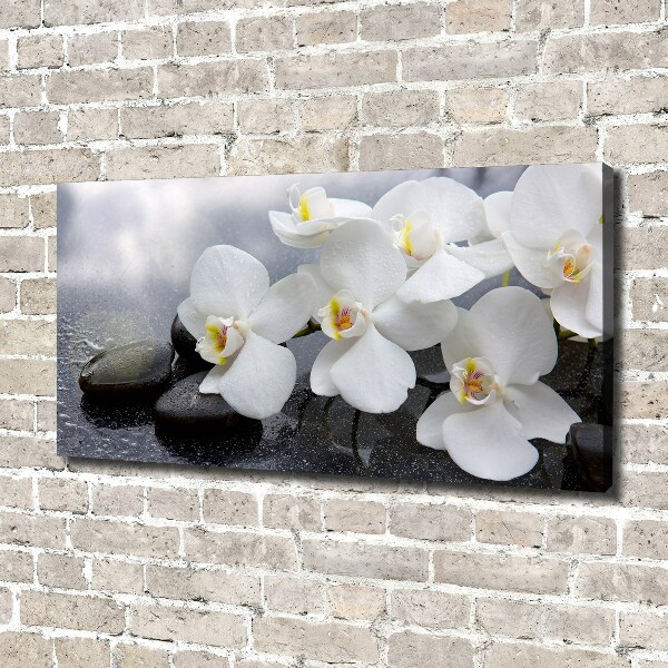Fotobild Orchidee