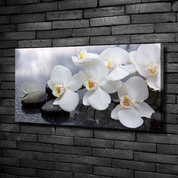 Fotobild Orchidee