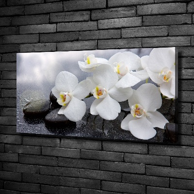 Fotobild Orchidee