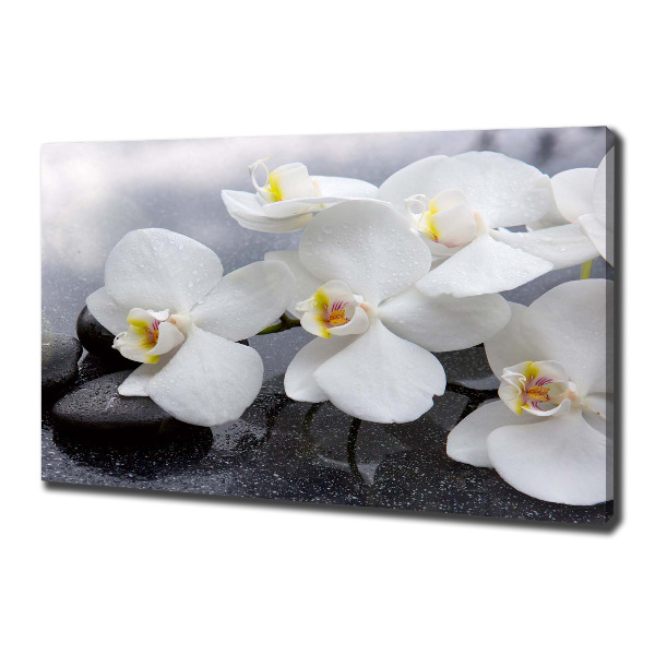 Fotobild Orchidee