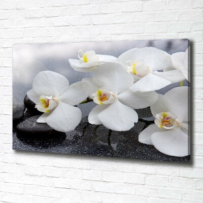 Fotobild Orchidee