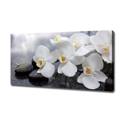 Fotobild Orchidee