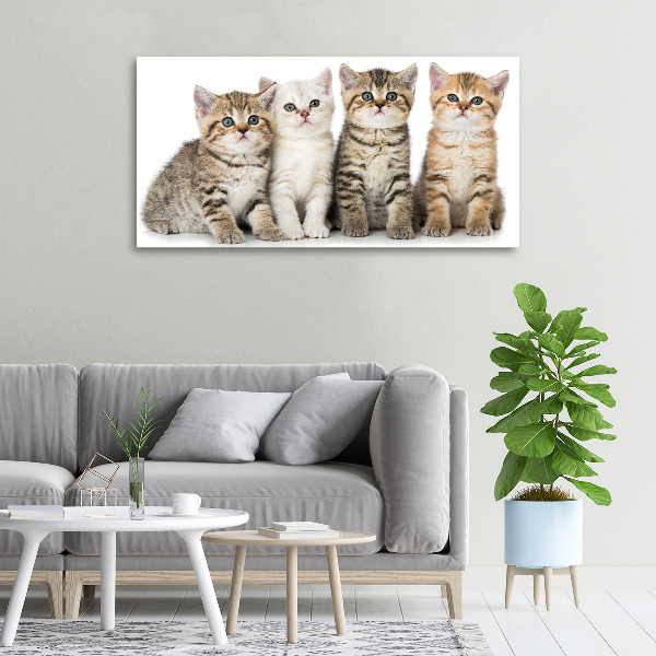 Bild auf leinwand Kleine Katzen