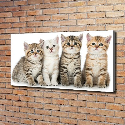 Bild auf leinwand Kleine Katzen