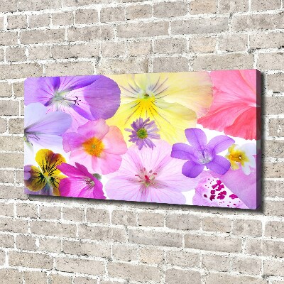 Fotobild Stiefmütterchen