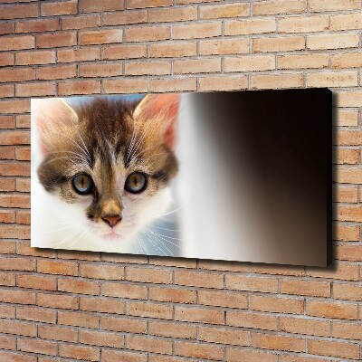 Bild auf leinwand Kleine Katze